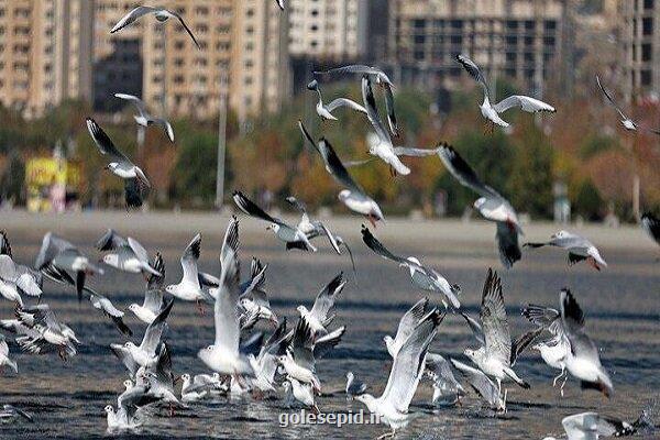 نخستین گروه از مرغان دریایی سیبری به دریاچه شهدای خلیج فارس آمدند