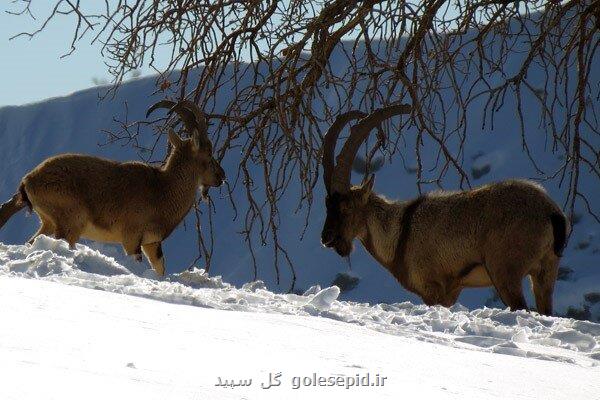 فصل سرما ایام پرخطر برای حیات وحش مجازات های تعیین شده در قانون شکار و صید