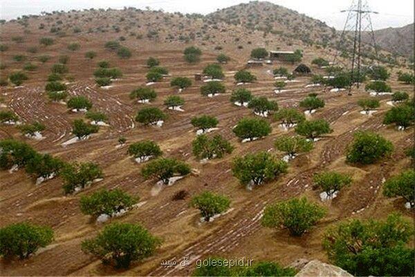 3 هزار اصله درخت در جنگل شرق اصفهان تا آخر سال جاری کاشته می شود